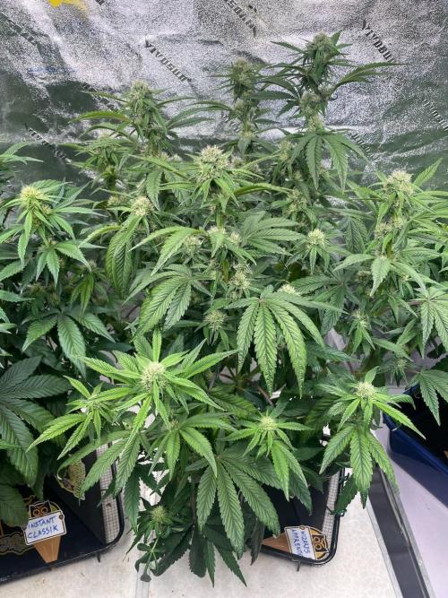 wizards apprentice, crinkled cookies,. Week 7