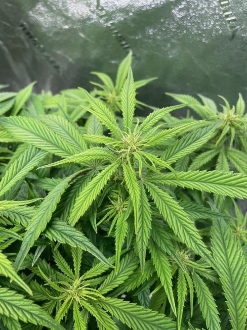 wizards apprentice, crinkled cookies,. Week 7