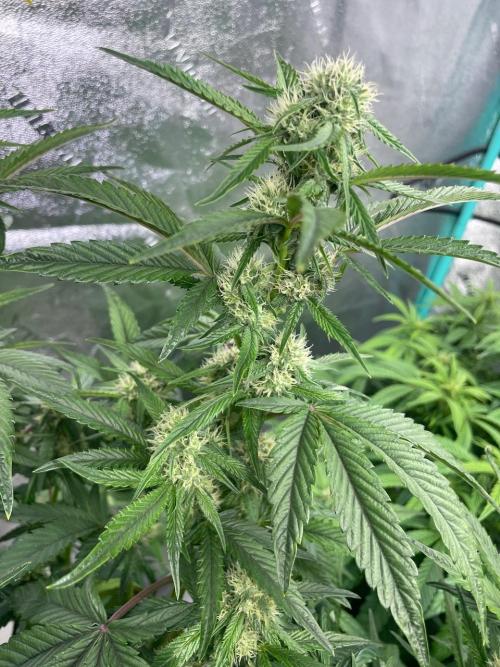 wizards apprentice, crinkled cookies,. Week 7