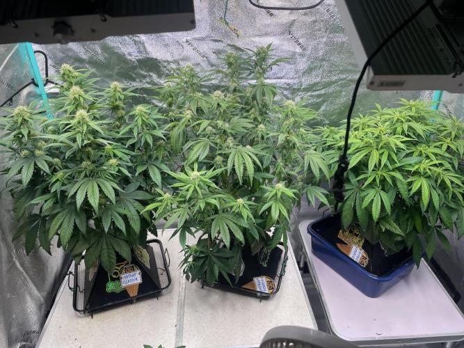 wizards apprentice, crinkled cookies,. Week 7