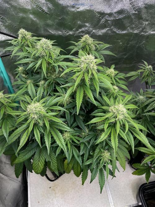 wizards apprentice, crinkled cookies,. Week 8