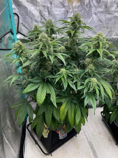 wizards apprentice, crinkled cookies,. Week 8