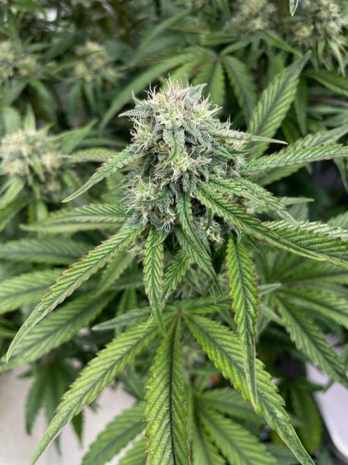 wizards apprentice, crinkled cookies,. Week 8