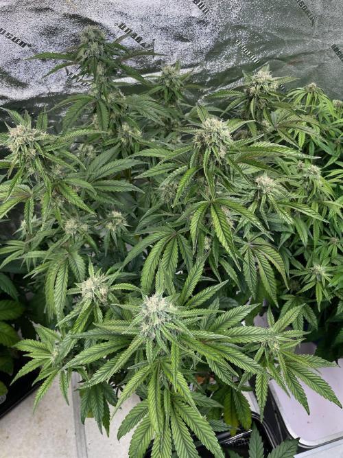 wizards apprentice, crinkled cookies,. Week 8