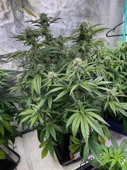 wizards apprentice, crinkled cookies,. Week 8