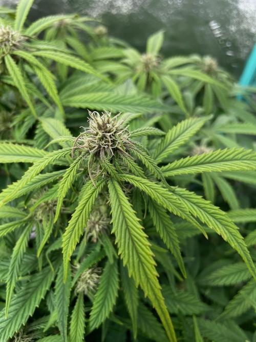 wizards apprentice, crinkled cookies,. Week 8