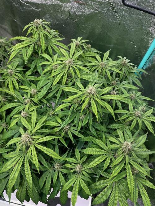 wizards apprentice, crinkled cookies,. Week 8