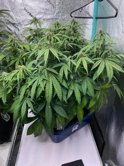 wizards apprentice, crinkled cookies,. Week 8