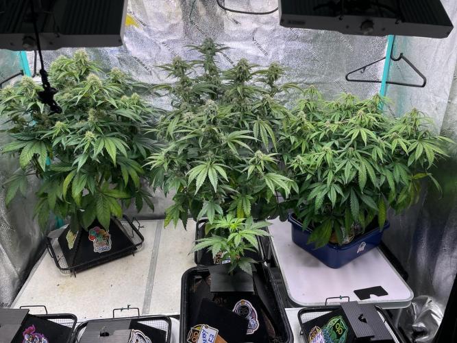 wizards apprentice, crinkled cookies,. Week 8