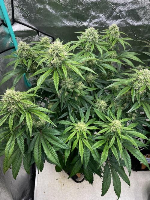 wizards apprentice, crinkled cookies,. Week 8