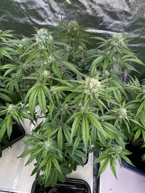 wizards apprentice, crinkled cookies,. Week 8