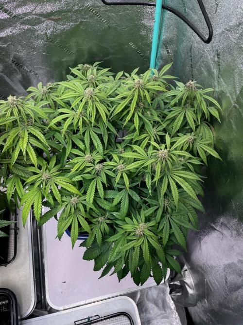 wizards apprentice, crinkled cookies,. Week 8