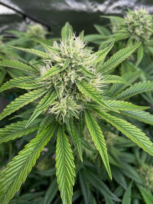 wizards apprentice, crinkled cookies,. Week 8