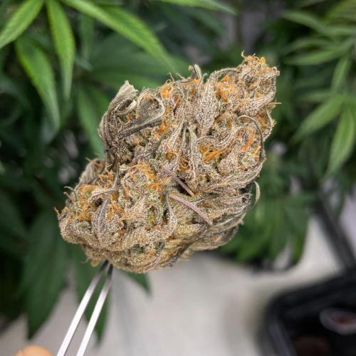 Plug-in-a-Tub: Compound V. Week 10