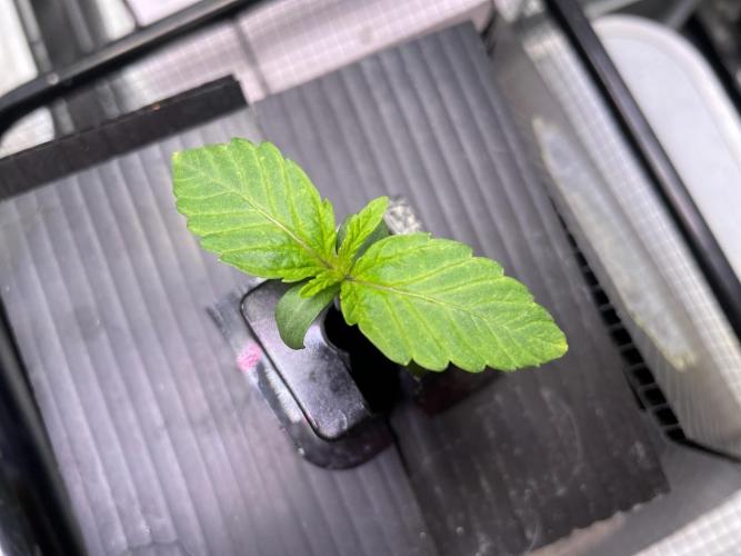 Strawpope, Sirius, ChemKush. Week 1