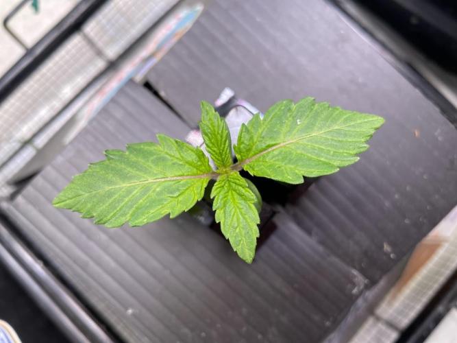 Strawpope, Sirius, ChemKush. Week 1