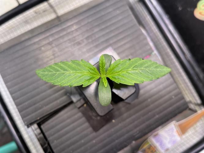 Strawpope, Sirius, ChemKush. Week 1