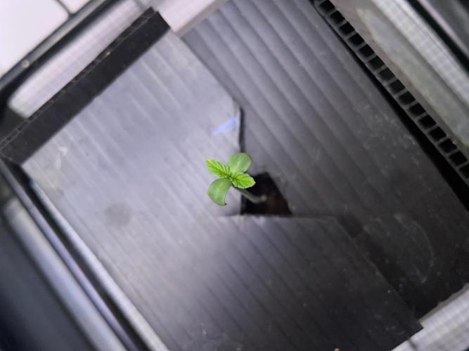 Strawpope, Sirius, ChemKush. Week 1