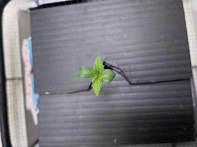 Strawpope, Sirius, ChemKush. Week 1