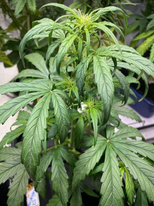 Mulberry F3. Week 5