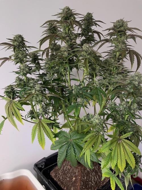 wizards apprentice, crinkled cookies,. Week 9
