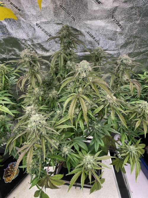 wizards apprentice, crinkled cookies,. Week 9