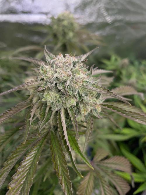 wizards apprentice, crinkled cookies,. Week 9