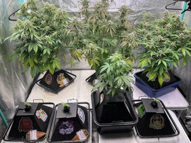 wizards apprentice, crinkled cookies,. Week 9