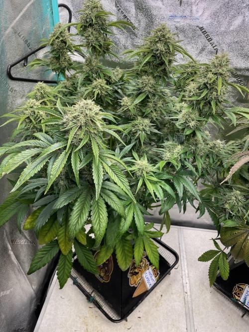 wizards apprentice, crinkled cookies,. Week 9