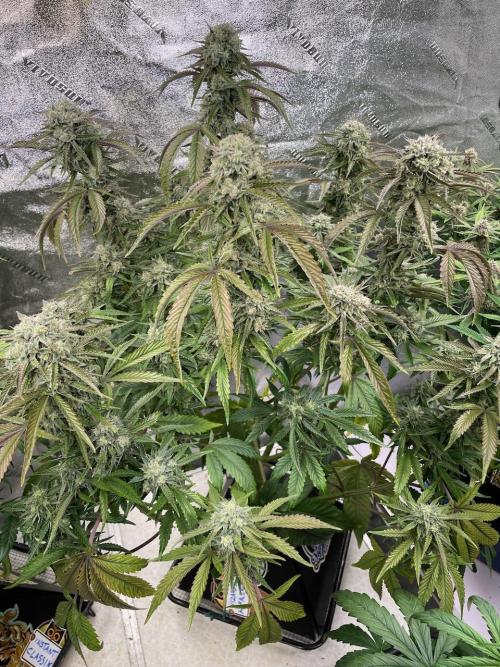 wizards apprentice, crinkled cookies,. Week 9