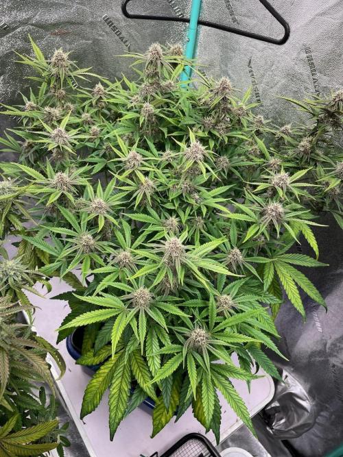 wizards apprentice, crinkled cookies,. Week 9