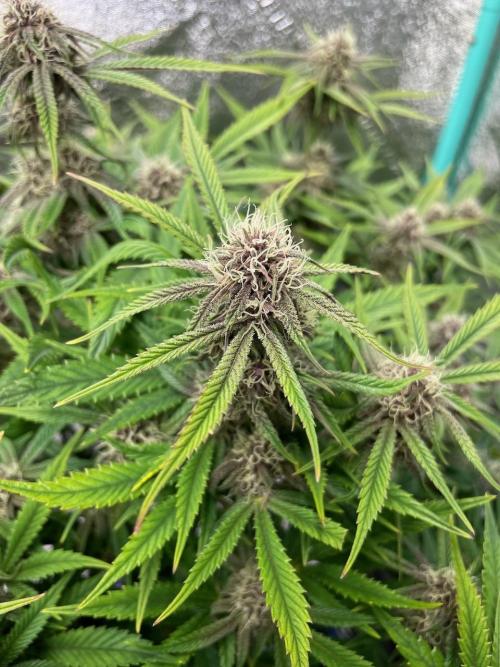 wizards apprentice, crinkled cookies,. Week 9