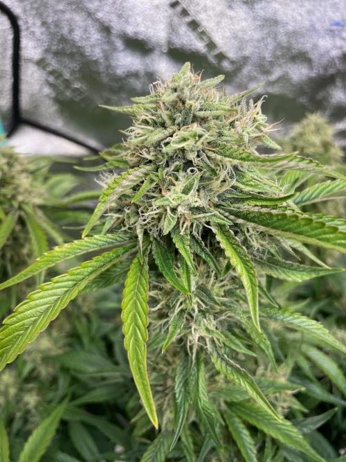 wizards apprentice, crinkled cookies,. Week 9