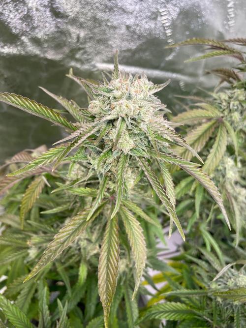 wizards apprentice, crinkled cookies,. Week 9