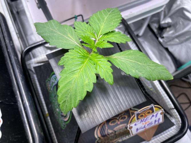 Strawpope, Sirius, ChemKush. Week 2