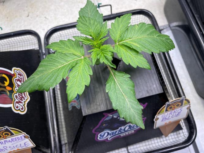 Strawpope, Sirius, ChemKush. Week 2