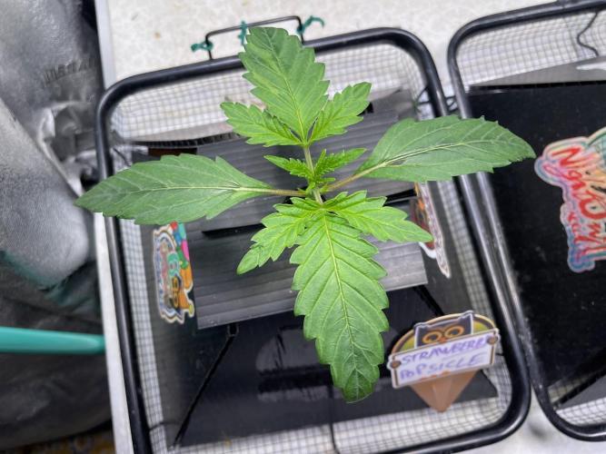 Strawpope, Sirius, ChemKush. Week 2