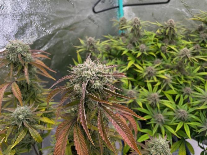 wizards apprentice, crinkled cookies,. Week 10