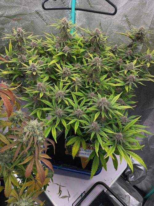wizards apprentice, crinkled cookies,. Week 10