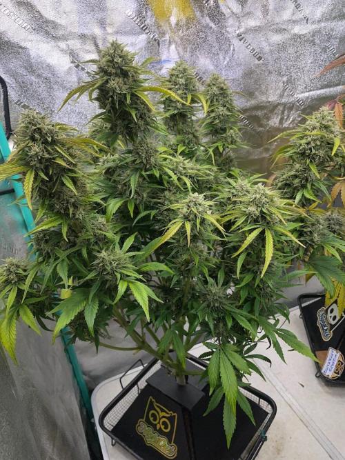 wizards apprentice, crinkled cookies,. Week 10