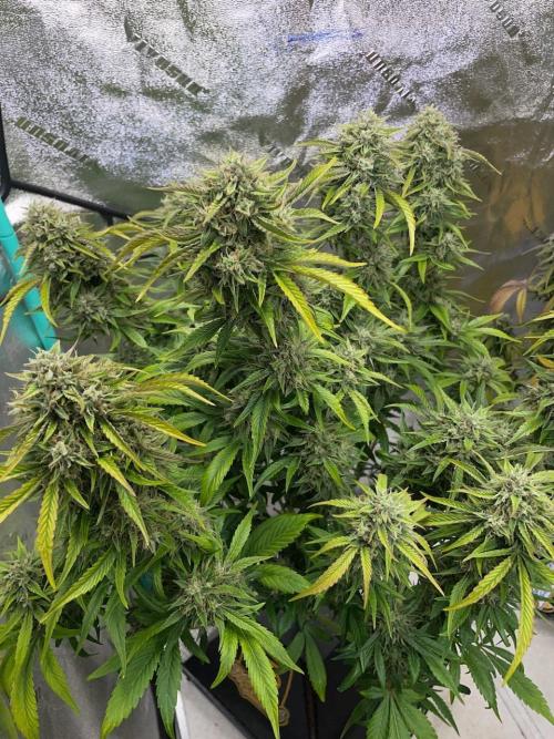 wizards apprentice, crinkled cookies,. Week 10