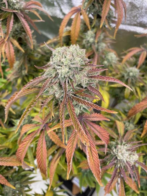 wizards apprentice, crinkled cookies,. Week 10