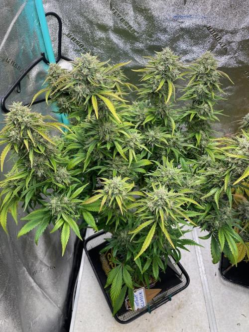 wizards apprentice, crinkled cookies,. Week 10