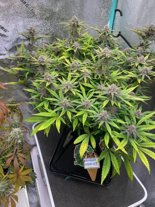 wizards apprentice, crinkled cookies,. Week 10