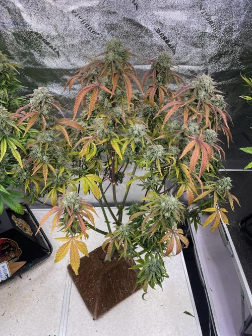 wizards apprentice, crinkled cookies,. Week 10