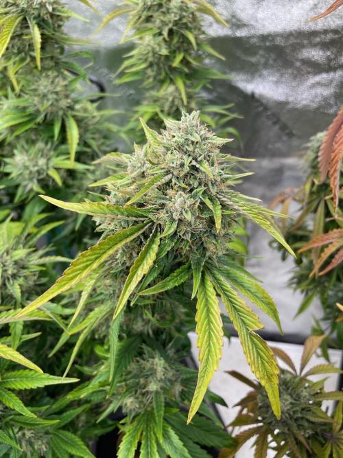 wizards apprentice, crinkled cookies,. Week 10