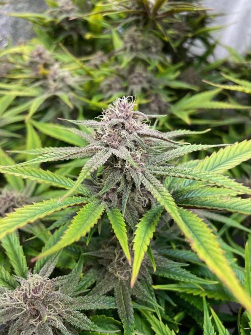 wizards apprentice, crinkled cookies,. Week 10