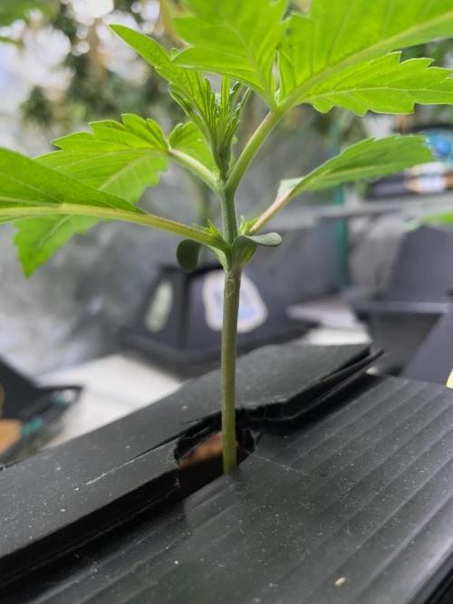 Strawpope, Sirius, ChemKush. Week 2 - Strawberry Popesicle