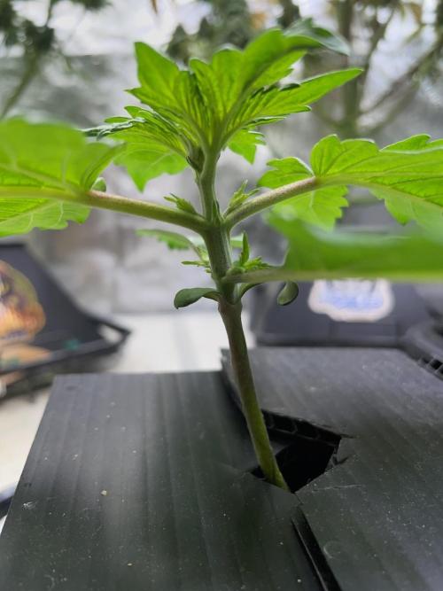Strawpope, Sirius, ChemKush. Week 2 - Sirius Blue
