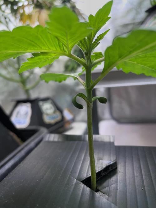 Strawpope, Sirius, ChemKush. Week 2 - Chem 'n' Kush